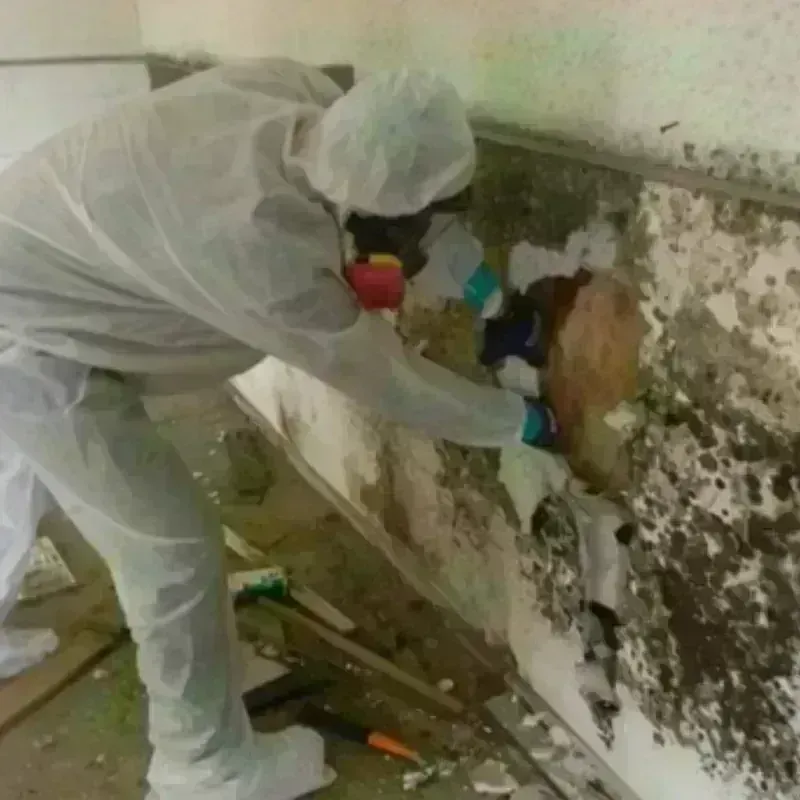 Mold Remediation and Removal in Albers, IL